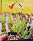 Cotyledon orbiculata var oblonga - Vivid Root