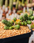 Crassula barklyi - Rattlesnake Tail | One & Only | A - Vivid Root