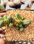 Crassula barklyi - Rattlesnake Tail | One & Only | A - Vivid Root