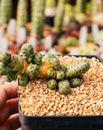 Crassula barklyi - Rattlesnake Tail | One & Only | A - Vivid Root