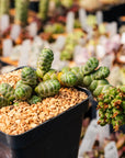 Crassula barklyi - Rattlesnake Tail | One & Only | B - Vivid Root