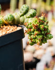 Crassula barklyi - Rattlesnake Tail | One & Only | B - Vivid Root