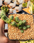Crassula barklyi - Rattlesnake Tail | One & Only | B - Vivid Root