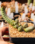 Crassula barklyi - Rattlesnake Tail | One & Only | C - Vivid Root