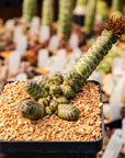 Crassula barklyi - Rattlesnake Tail | One & Only | C - Vivid Root