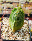 Crassula 'Buddha's Temple' - Vivid Root