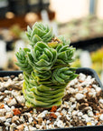 Crassula ‘Buddha’s Temple’ | One & Only - Vivid Root