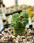 Crassula ‘Buddha’s Temple’ | One & Only - Vivid Root