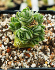 Crassula ‘Buddha’s Temple’ | One & Only - Vivid Root