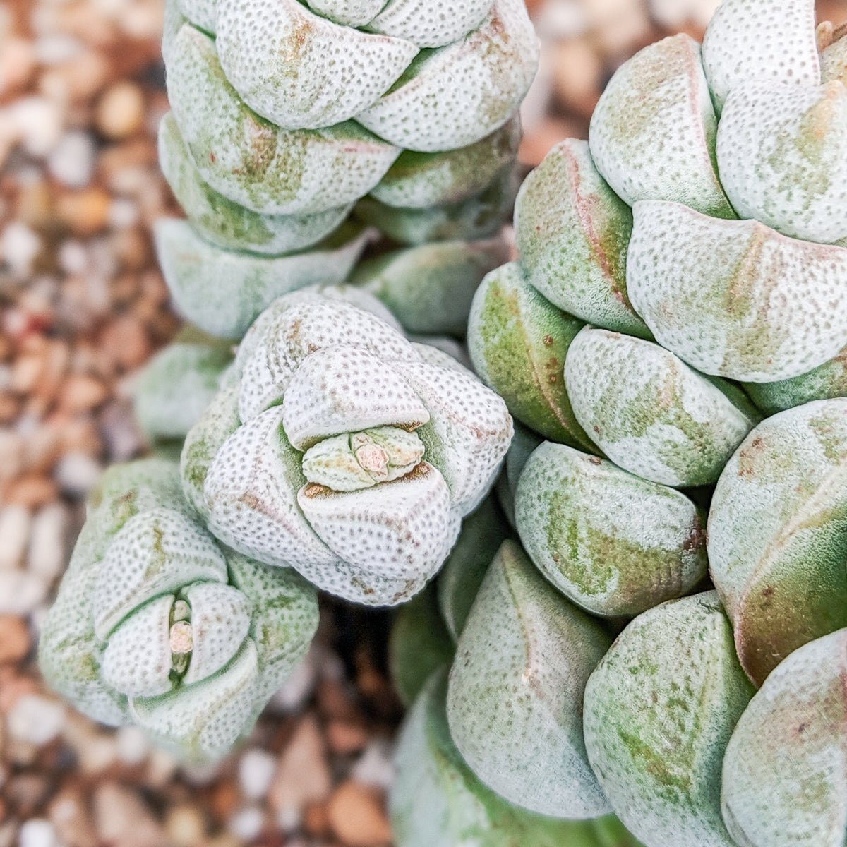 Crassula deceptor - Vivid Root