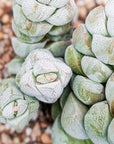 Crassula deceptor - Vivid Root