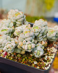 Crassula deceptor - Vivid Root