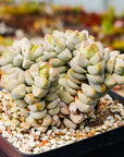 Crassula deceptor - Vivid Root