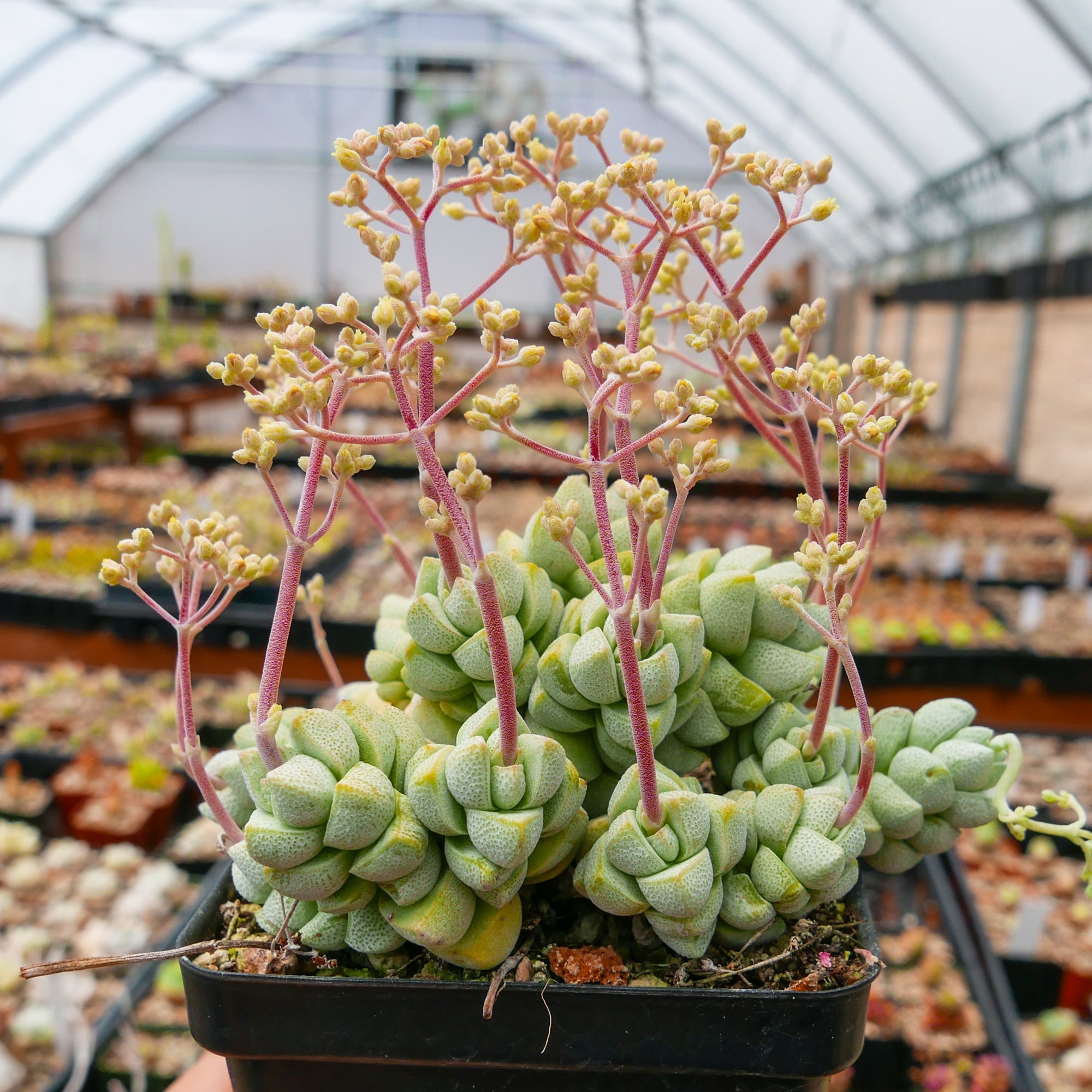 Crassula deceptor - Vivid Root