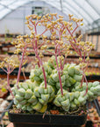 Crassula deceptor - Vivid Root