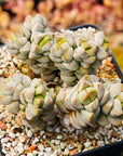 Crassula deceptor - Vivid Root