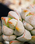 Crassula deceptor - Vivid Root