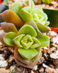 Crassula dorothy - Vivid Root