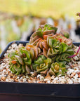 Crassula dorothy - Vivid Root