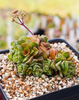 Crassula dorothy - Vivid Root