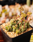 Crassula dorothy - Vivid Root