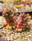 Crassula elegans - Vivid Root