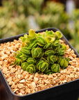 Crassula emerald - Vivid Root