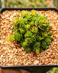 Crassula emerald - Vivid Root