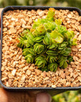 Crassula emerald - Vivid Root