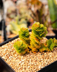 Crassula estagnol - Vivid Root
