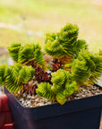 Crassula estagnol - Vivid Root