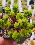 Crassula estagnol - Vivid Root