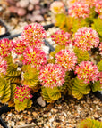 Crassula estagnol - Vivid Root