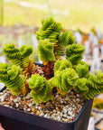 Crassula estagnol - Vivid Root
