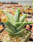 Crassula falcata - Vivid Root