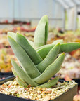 Crassula falcata - Vivid Root