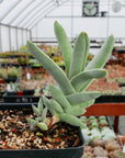 Crassula falcata - Vivid Root