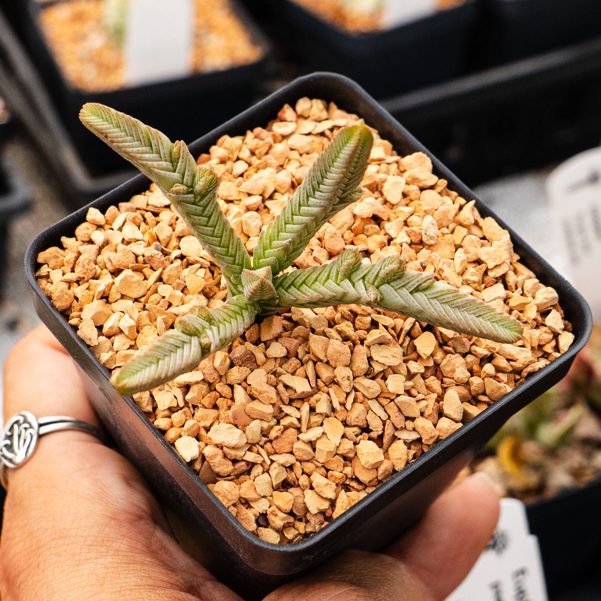 Crassula imperialis - Giant Watch Chain - Vivid Root