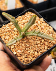 Crassula imperialis - Giant Watch Chain - Vivid Root