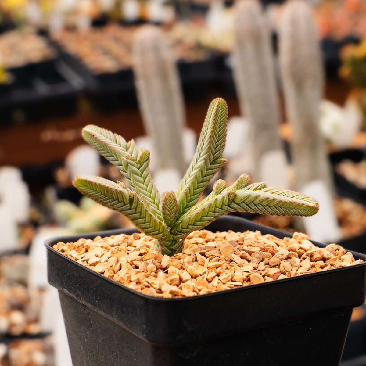 Crassula imperialis - Giant Watch Chain - Vivid Root