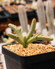 Crassula imperialis - Giant Watch Chain - Vivid Root