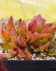 Crassula justus corderoy hybrid - Vivid Root