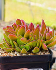 Crassula justus corderoy hybrid - Vivid Root