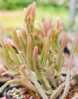 Crassula mucosa variegated - Watch Chain - Vivid Root