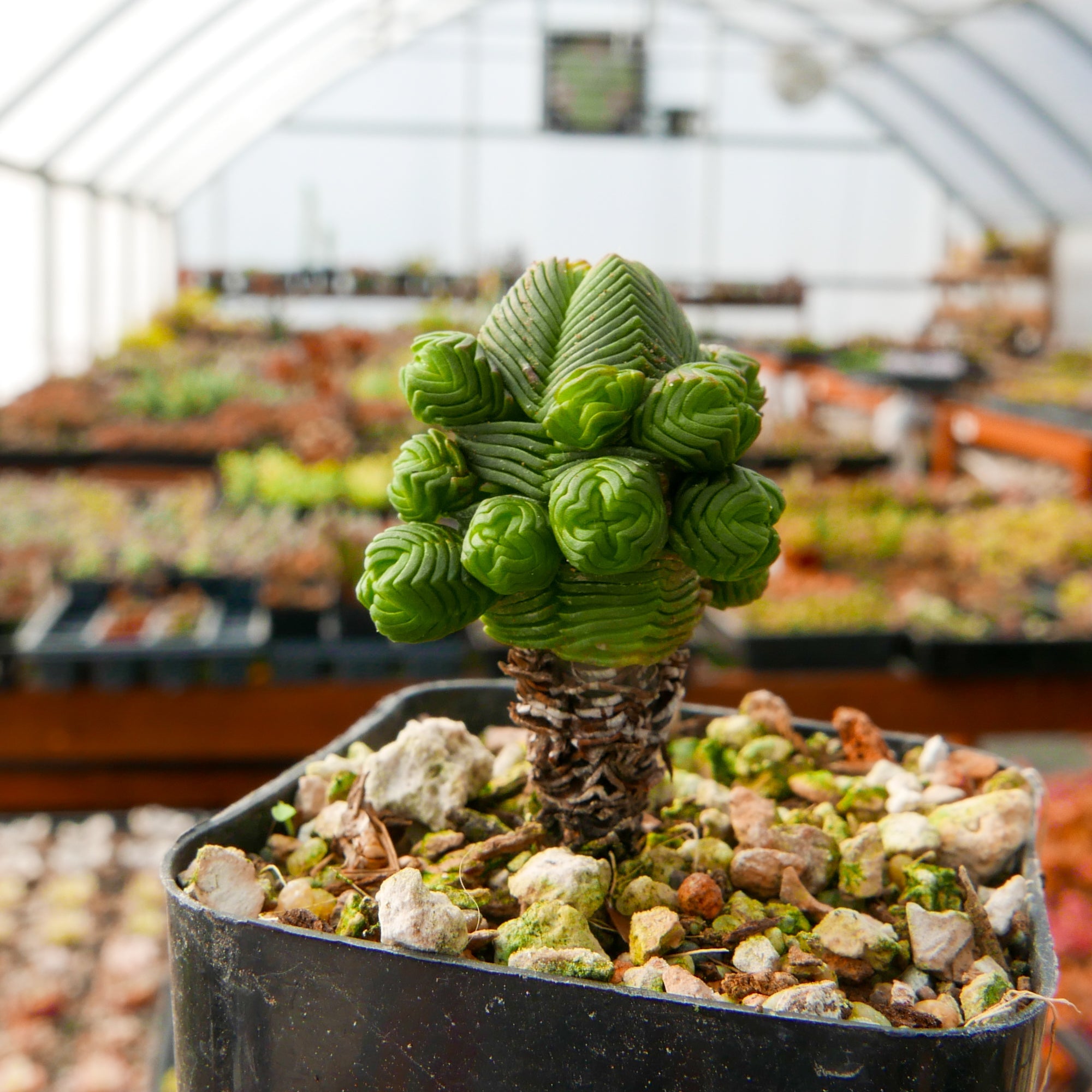 Crassula pyramidalis - Mini Buddha&#39;s Temple - Vivid Root