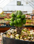 Crassula pyramidalis - Mini Buddha's Temple - Vivid Root
