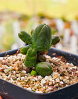 Crassula pyramidalis - Mini Buddha's Temple - Vivid Root