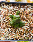 Crassula pyramidalis - Mini Buddha's Temple - Vivid Root