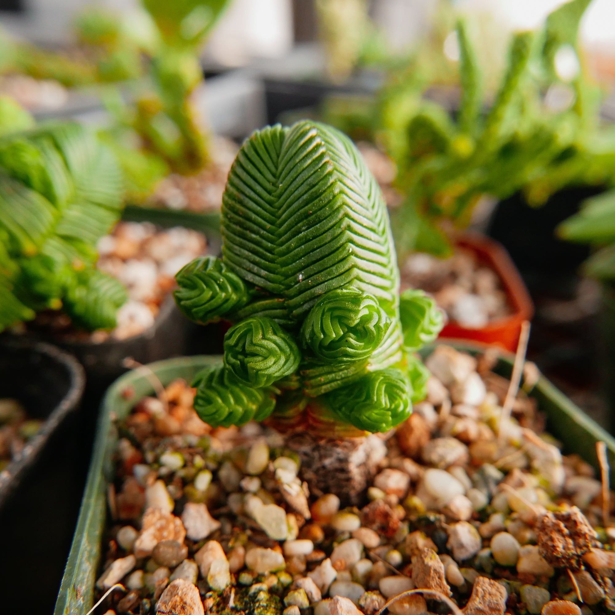 Crassula pyramidalis - Mini Buddha&#39;s Temple - Vivid Root