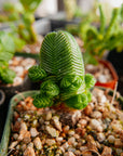 Crassula pyramidalis - Mini Buddha's Temple - Vivid Root
